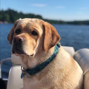 Meet your Posher, Sasha